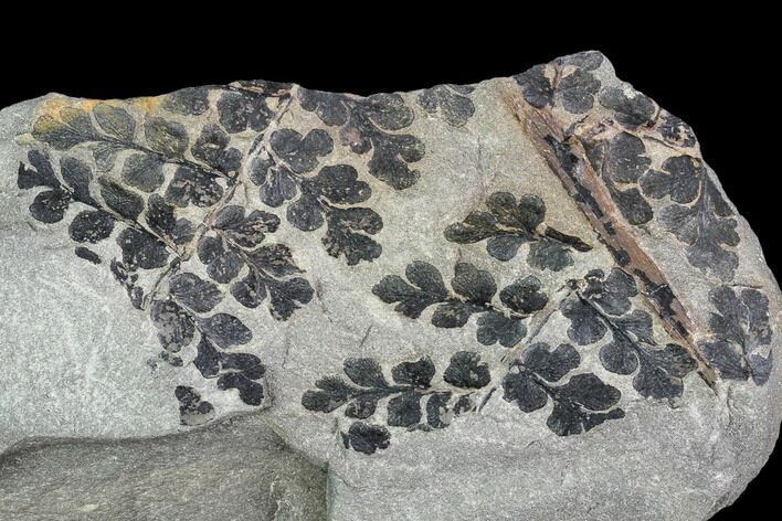 Pennsylvanian Fossil Fern (Sphenopteris) Plate - Kentucky #112931